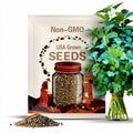 ORGANIC Slow Bolt Cilantro Seeds | Non-GMO | Fresh Garden Seeds Free Ship