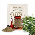 300 Ammi Queen Anne's Lace Flower Seeds