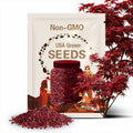 Red Japanese Maple Seeds: Acer Palmatum Atropurpureum Bonsai