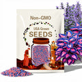 Blue Pink Hosta Seeds: Rare Non-GMO Perennial Shade Plant